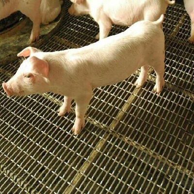 ราคาดี Slotted Grizzly Wire หน้าจอรูสี่เหลี่ยมเหล็กลูกฟูกสีดำแผ่นคาร์บอนสแตนเลสทอทอลวดตาข่ายจีบสำหรับผนังหมู ออนไลน์